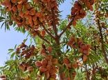 اجرای طرح پایلوت ارقام امیدبخش بادام در چهارمحال و بختیاری با هدف مقابله با سرمازدگی و آفات