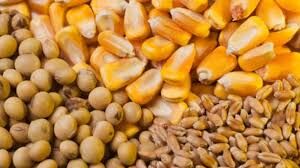 توزیع بیش از 120 تن نهاده کشاورزی جهت کشت های پاییزه در آغاجاری