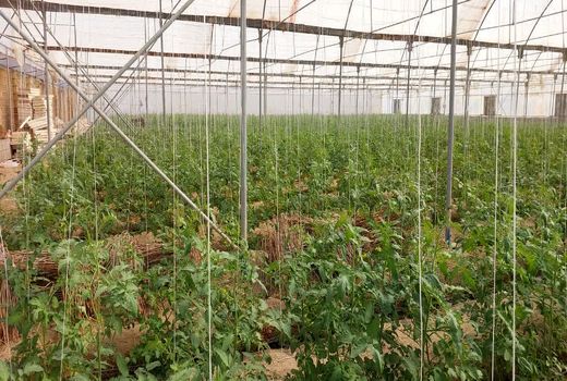 وصول 5هزار و ۲۳۰میلیون ریال اجاره اراضی واگذار شده در شهرستان دشتی 