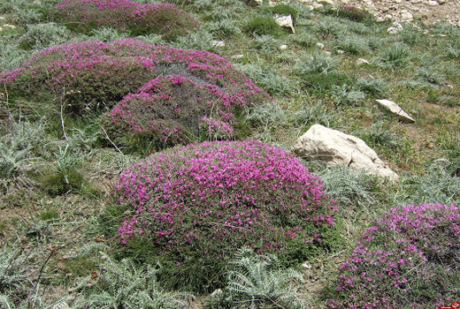 گون؛ نگهبان خاموش خاک و زیست‌بوم ایران
