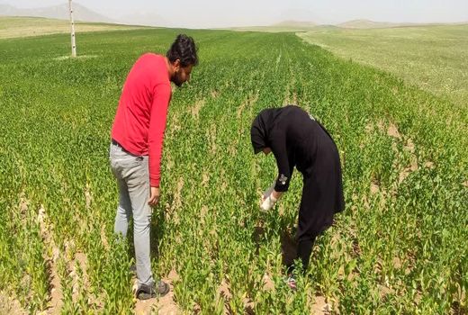 مبارزه به موقع بهره‌برداران بستان‌آبادی با مگس گلرنگ با نظارت کارشناسان جهاد کشاورزی