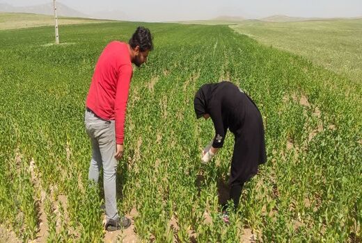 مبارزه به موقع بهره‌برداران بستان‌آبادی با مگس گلرنگ با نظارت کارشناسان جهاد کشاورزی