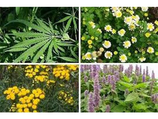 افزایش 50 درصدی کشت گیاهان دارویی در گلوگاه