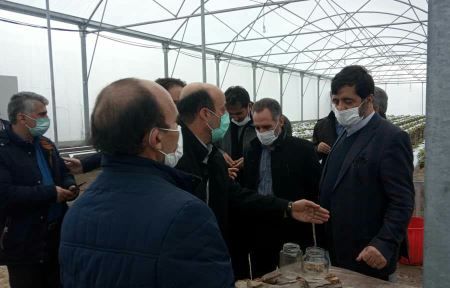 اختصاص 3 میلیارد ریال تسهیلات یارانه ای برای توسعه طرح پیوند سرشاخه کاری درختان گردو