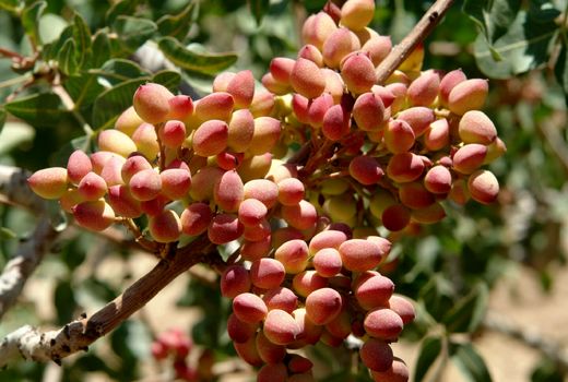 برداشت نوبرانه پسته در باغات پسته اسفدن قاینات