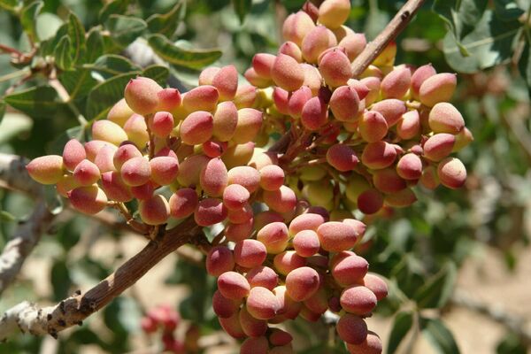 برداشت نوبرانه پسته در باغات پسته اسفدن قاینات