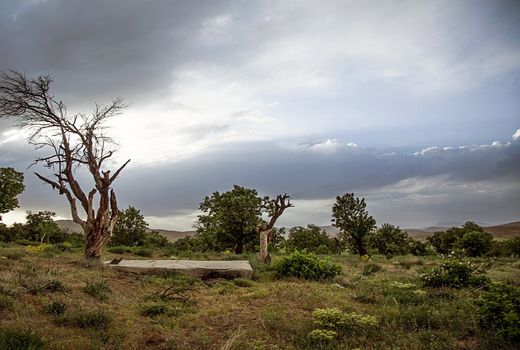 نیمی از باغ‌های استان اصفهان با خشکسالی مواجه است
