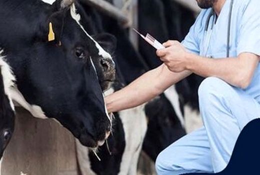 رتبه اول شهرستان تبریز در تلقیح مصنوعی با  رشد 57 درصدی  در سال 1402