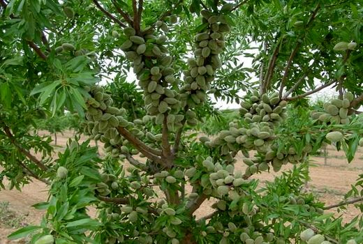 مکان یابی نخستین شهرک تخصصی بادام در کشور 