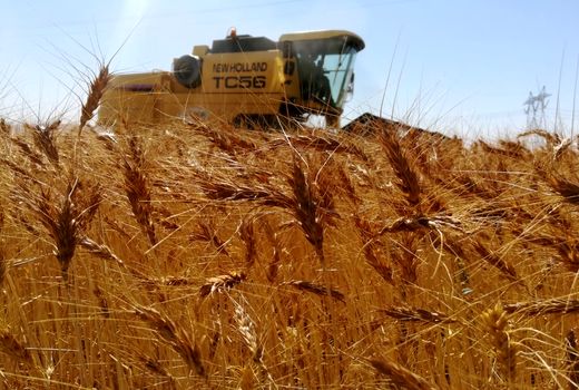 تولید دو برابری یک مزرعه گندم در ارسنجان 