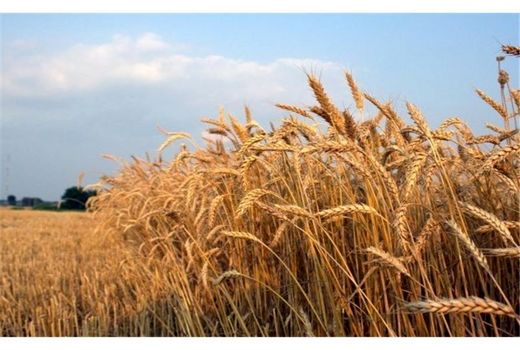 خرید تضمینی 20 هزار تن گندم از کشاورزان بهشهری