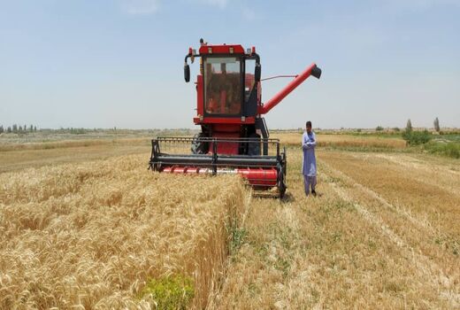 برداشت مکانیزه گندم از سطح ۴۶ هزار هکتار زمین‌های کشاورزی سیستان