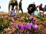 برداشت بیش از یک تن زعفران از مزارع شهرستان کوهبنان