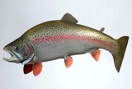 تولید بیش از ۱۷ هزار تن انواع آبزیان در استان زنجان