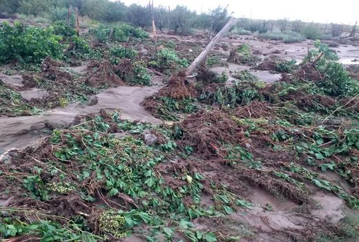 خسارت های سیل به کشاورزی خرم بید برآورد شد 