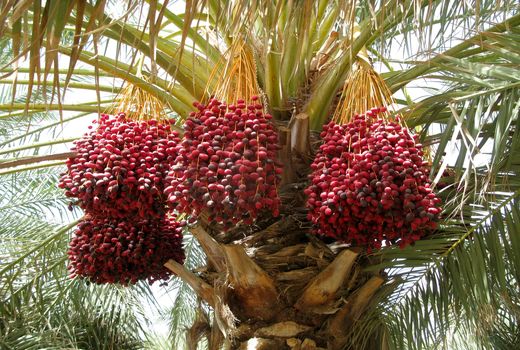 232 هزار تن خرما از نخلستانهای سیستان و بلوچستان برداشت شد