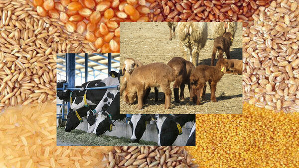 حمایت از دامداران با تهاتر دام با نهاده
