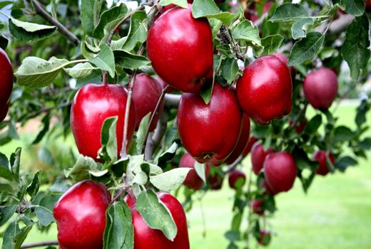 تولید 707 هزار تن سیب در آذربایجان شرقی 