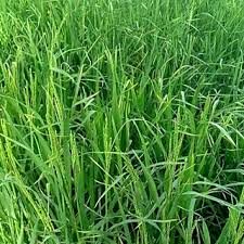 خشکه کاری باعث کاهش مصرف آب در برنج به میزان یک سوم می‌شود