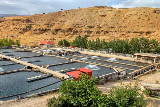 جهش ۲ برابری تولید ماهی در اصفهان با برنامه‌های علمی
