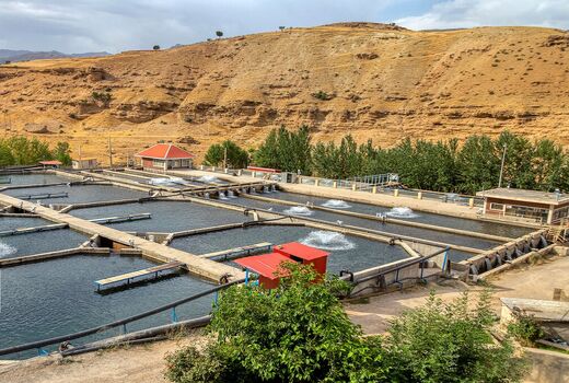 جهش ۲ برابری تولید ماهی در اصفهان با برنامه‌های علمی