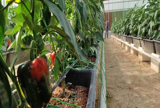 تولید بیش از هزار تن فلفل دلمه ای در اقلید