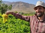 رکورد برداشت انگور در چهارمحال و بختیاری ۷۰ تن در هکتار است