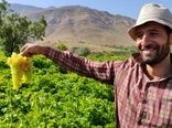 رکورد برداشت انگور در چهارمحال و بختیاری ۷۰ تن در هکتار است