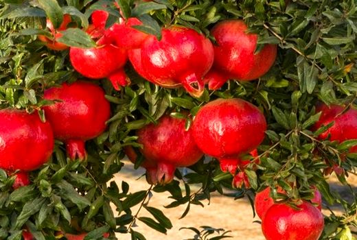 برداشت3500 تن انار از 430 هکتار باغات انار شهرستان ارزوئیه