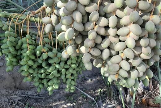 آغاز عملیات مبارزه با آفت کنه گرد آلود خرما در باغات نخیلات استان