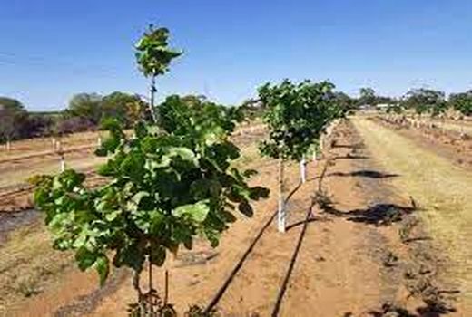 افتتاح طرح ۵۲ هکتاری آبیاری تحت فشار در شهرستان زرند
