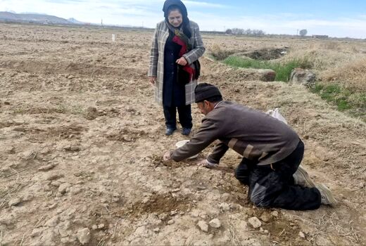 توسعه الگوی کشت گیاهان شورپسند در حوضه دریاچه ارومیه  