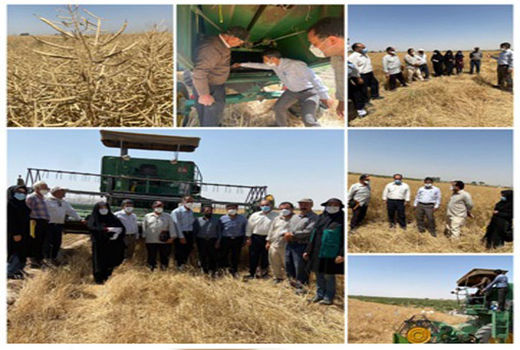 برداشت 340 تن کلزا در شهرستان اسکو