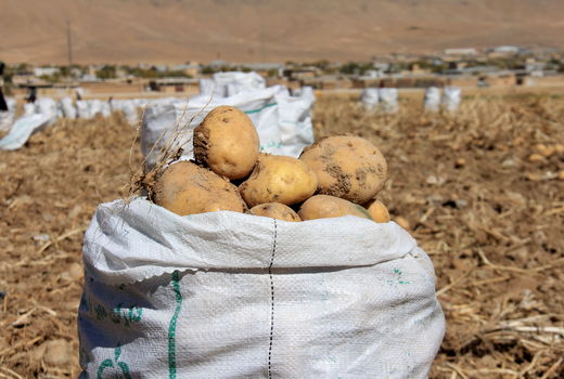 برداشت ۱۸۹ هزارتن سیب زمینی از مزارع چهارمحال و بختیاری