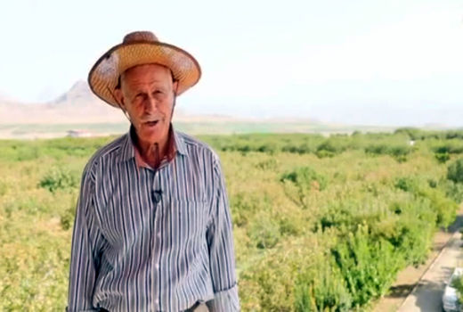  باغدار اهل هادی‌شهر در آذربایجان شرقی رکورد تولید پسته را در کشور شکست