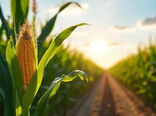 جهش 7 برابری سطح زیرکشت ذرت 