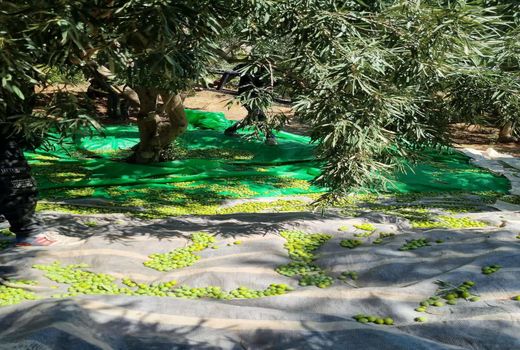 پیش‌بینی برداشت 150تن زیتون از باغ‌های شهرستان نی‌ریز