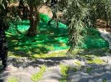 پیش‌بینی برداشت 150تن زیتون از باغ‌های شهرستان نی‌ریز