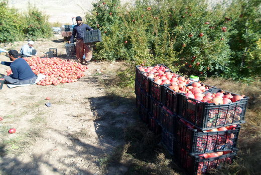 آغاز برداشت انار از باغات شهرستان سیروان