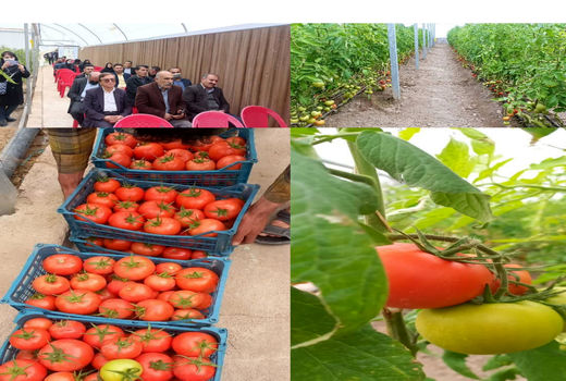 تولید و بهره‌وری بهینه از اراضی کشاورزی ایذه