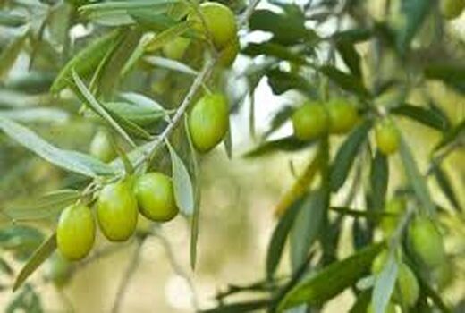توسعه  2400 هکتار  باغ  زیتون در سال گذشته