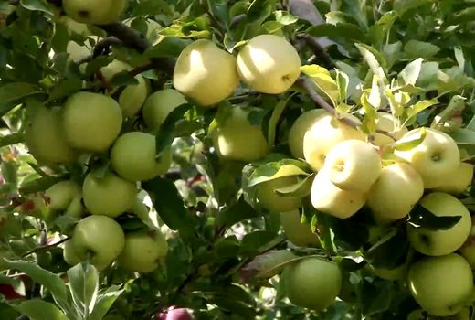 موفقیت باغدار مراغه‌ای در افزایش تولید سیب درختی