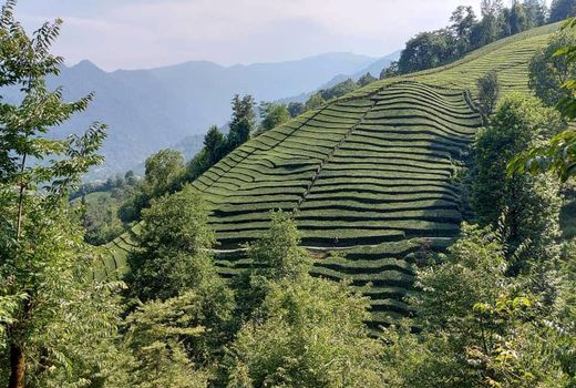 اصلاح ردیف بوته‌های چای در باغ‌های شیب‌دار، کمکی موثر برای مقابله با خشکی