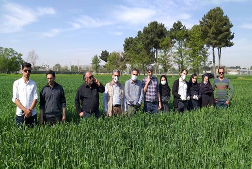 کشت 16 رقم مقایسه‌ای جو (p.v.s) در اسلامشهر