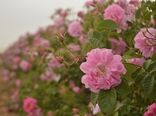 ۱۶۳ هکتار از اراضی کشاورزی شهرستان دامغان زیر کشت گل محمدی