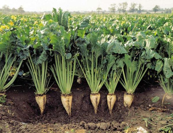 کشت چغندرقند بهاره درسطح ۱۴۳۳ هکتار از اراضی کشاورزی استان قزوین