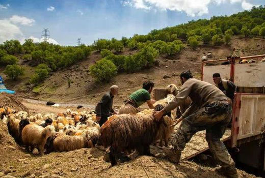 در مسیر کوچ