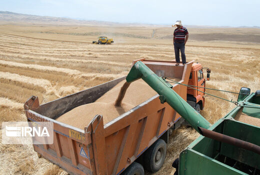 ۲۴ مرکز برای خرید تضمینی و توافقی گندم در خراسان شمالی آماده شده است