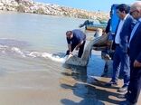 رهاسازی گسترده بچه‌ماهیان خاویاری در مازندران
