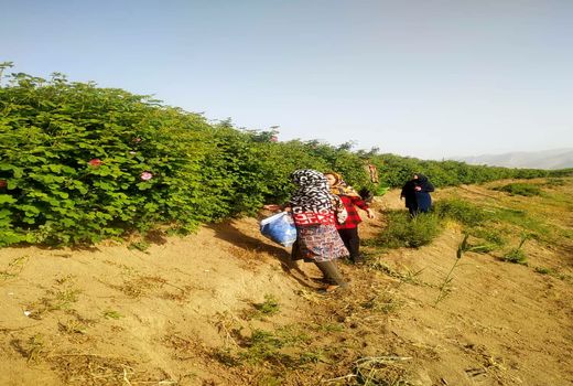 نقش آفرینی زنان روستایی مرودشت در زنجیره ارزش 